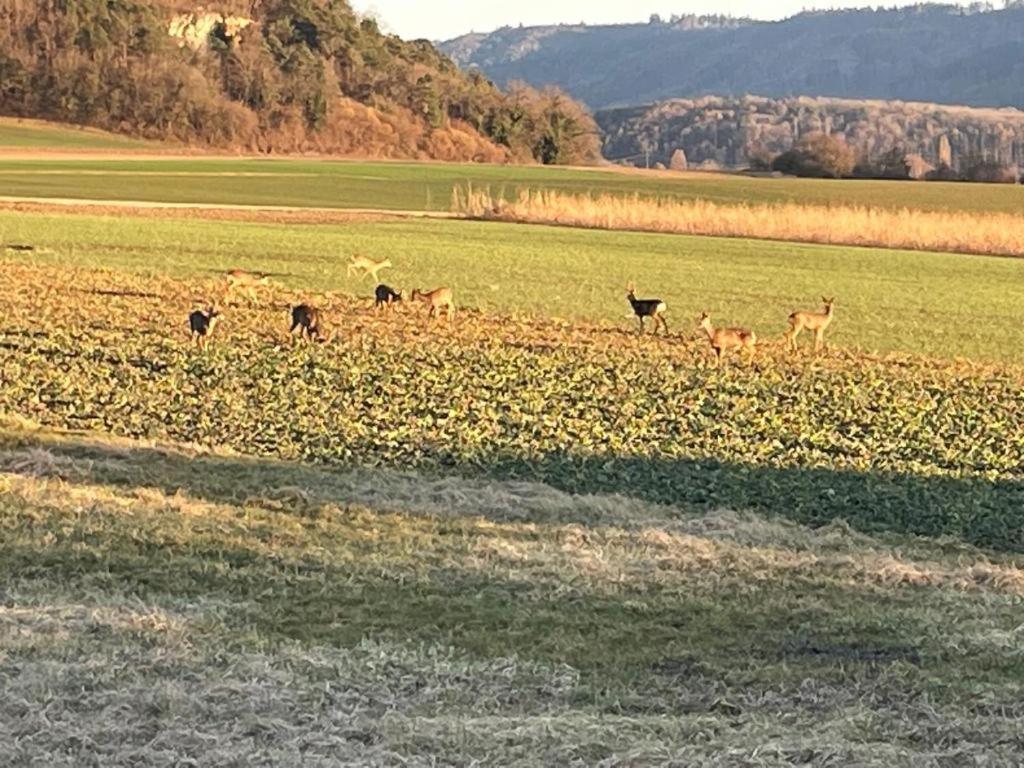 Schoene Unterkunft Naehe Schweiz Gottmadingen Extérieur photo
